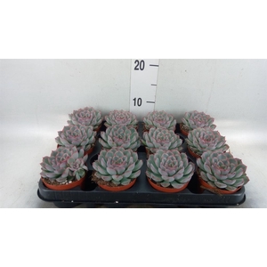 Echeveria  'Hercules'