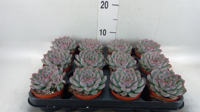 <h4>Echeveria  'Hercules'</h4>
