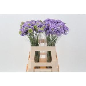 Scab At Scoop Teaberry Bon Bon