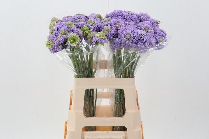 <h4>Scab At Scoop Teaberry Bon Bon</h4>