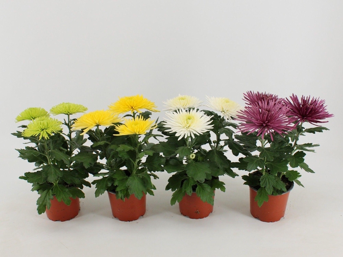 <h4>Chrysant Anastasia Gemengd</h4>