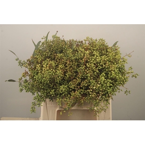 Euc Greenberry Per Bunch