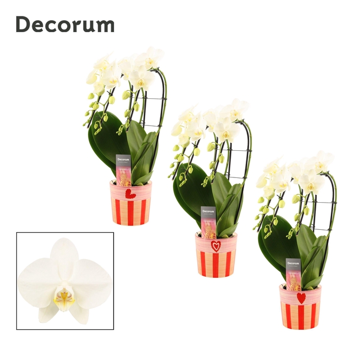 <h4>Phalaenopsis triple cascade wit in Romée (Sympathetic moods-coll</h4>