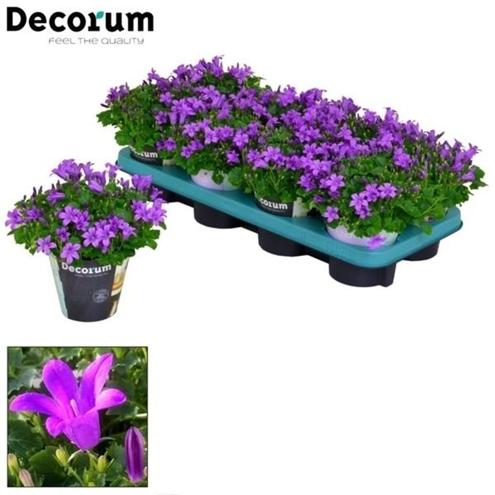 CAMPANULA PORTO LONGLIFE DECORUM