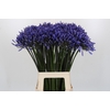 Agapanthus Dr Brouwer
