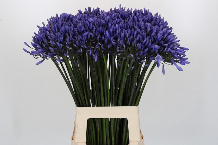 <h4>Agapanthus Dr Brouwer</h4>