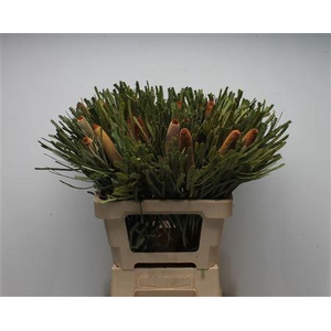 Banksia Hookeriana Small