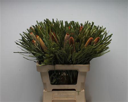 <h4>Banksia Hookeriana Small</h4>