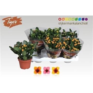 KAL EN TIGER GEM