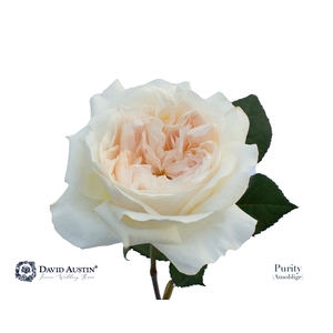 Rosa David Austin Purity