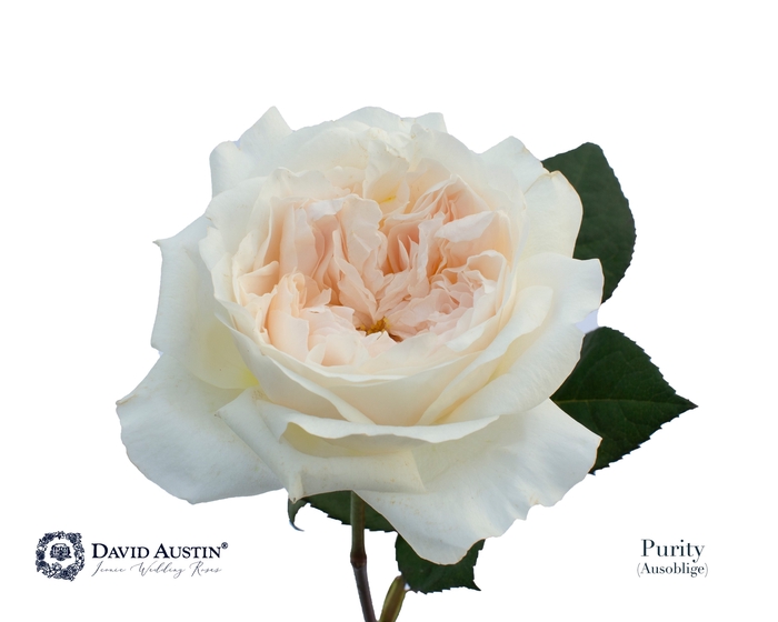 Rosa David Austin Purity