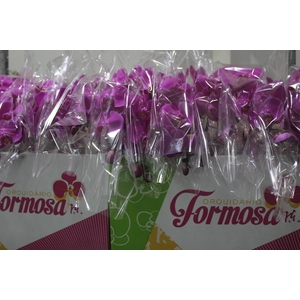 PHALAENOPSIS CASCATA P15 PINK MIN 8