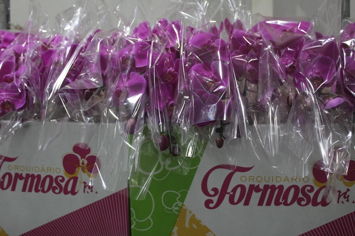 <h4>PHALAENOPSIS CASCATA P15 PINK MIN 8</h4>