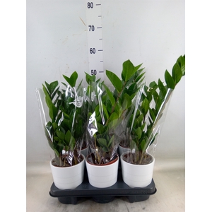 Zamioculcas zamiifolia