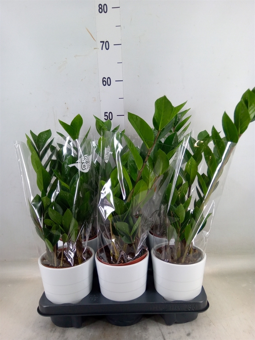 <h4>Zamioculcas zamiifolia</h4>