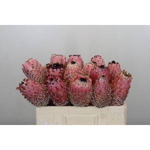 Protea Barbigera No leaves