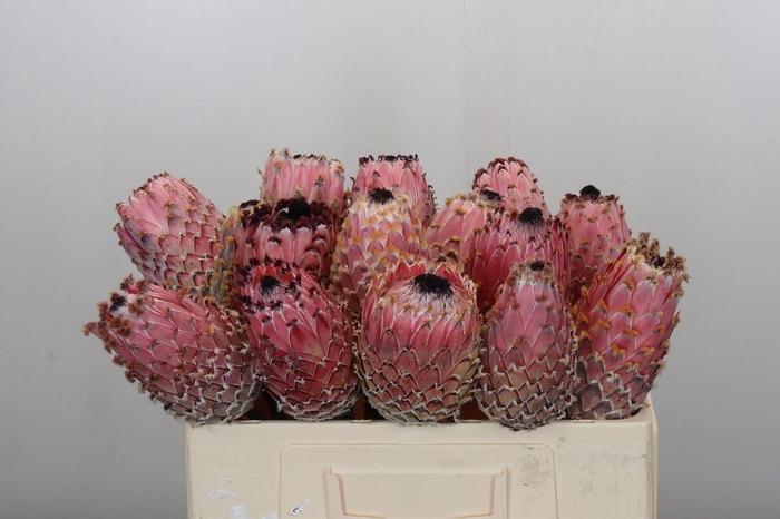 <h4>Protea Barbigera No leaves</h4>