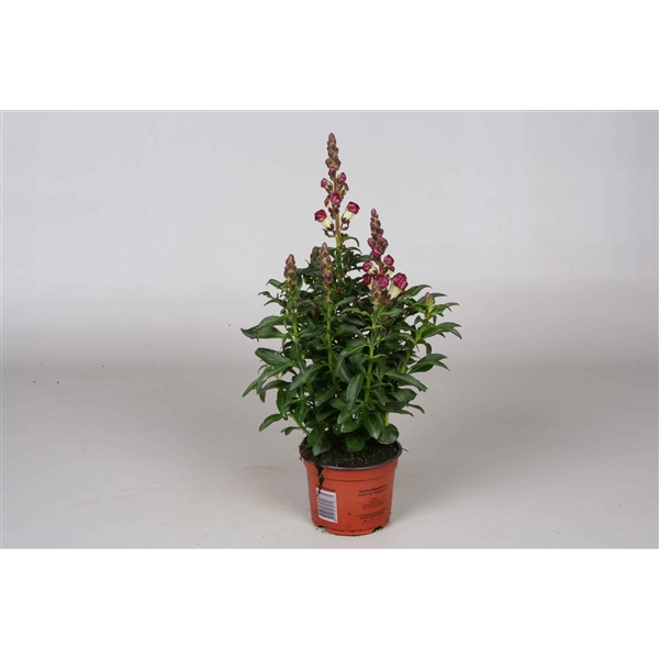 <h4>Antirrhinum Majus rood & wit</h4>
