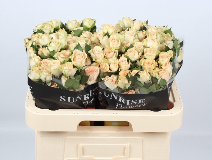 <h4>R TR SANCERRE</h4>