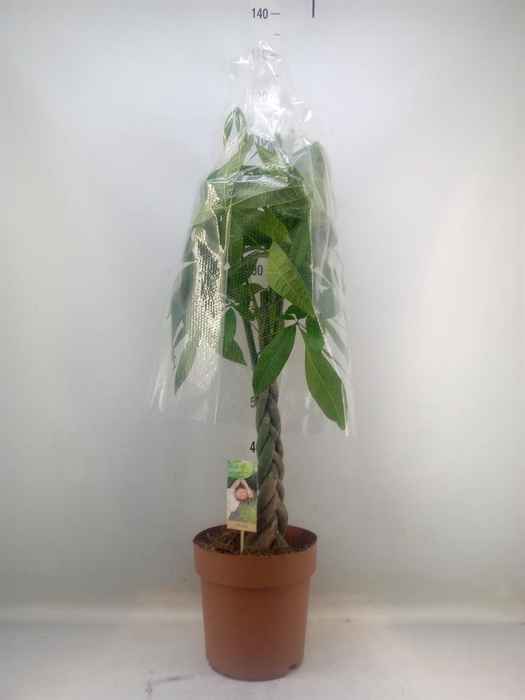 <h4>Pachira aquatica</h4>