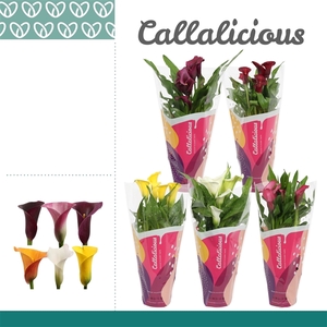 Zantedeschia Mix in Callalicious Hoes