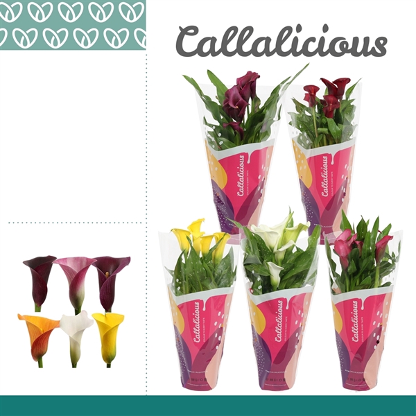 <h4>Zantedeschia Mix in Callalicious Hoes</h4>