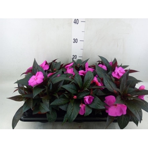 Impatiens NG 'Colorpower Violet'