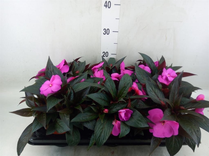 <h4>Impatiens NG 'Colorpower Violet'</h4>