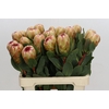 Protea Grandicolor