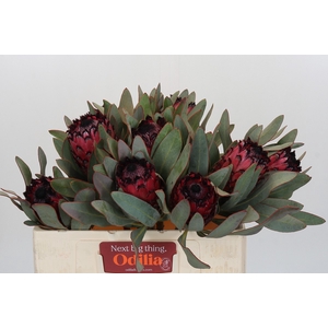 Protea Barbigera Ruby Princess Air