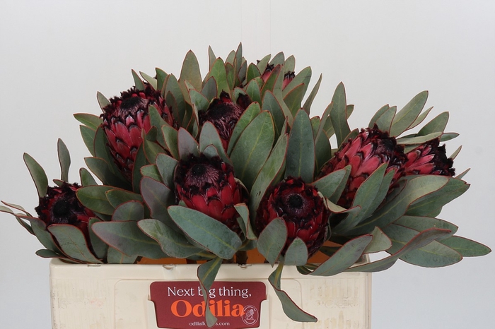 <h4>Protea Barbigera Ruby Princess Air</h4>