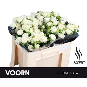 Rosa spray bridal flow