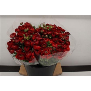 Ranonkel Extra Rood