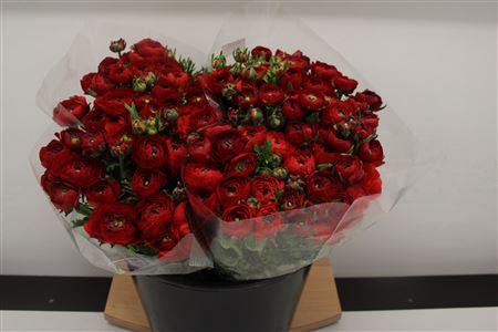 <h4>Ranonkel Extra Rood</h4>