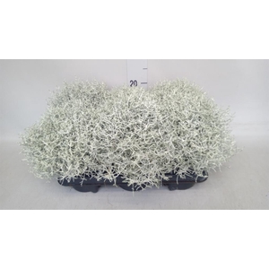 Leucophyta brownii
