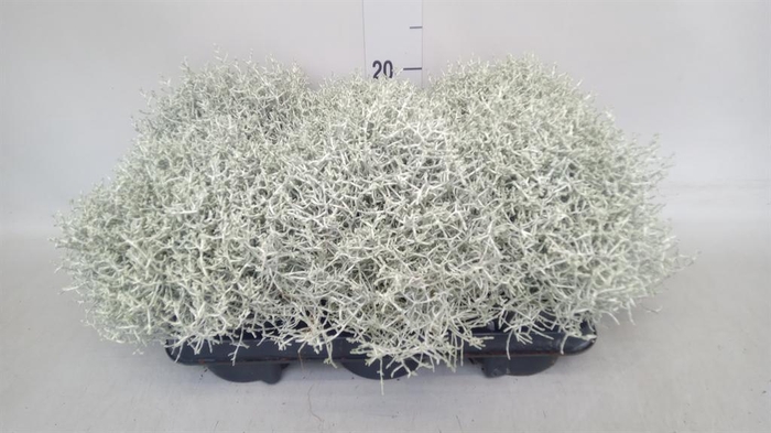 <h4>Leucophyta brownii</h4>