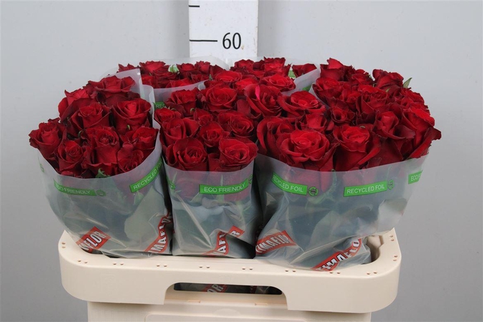 <h4>R Gr Ever Red</h4>