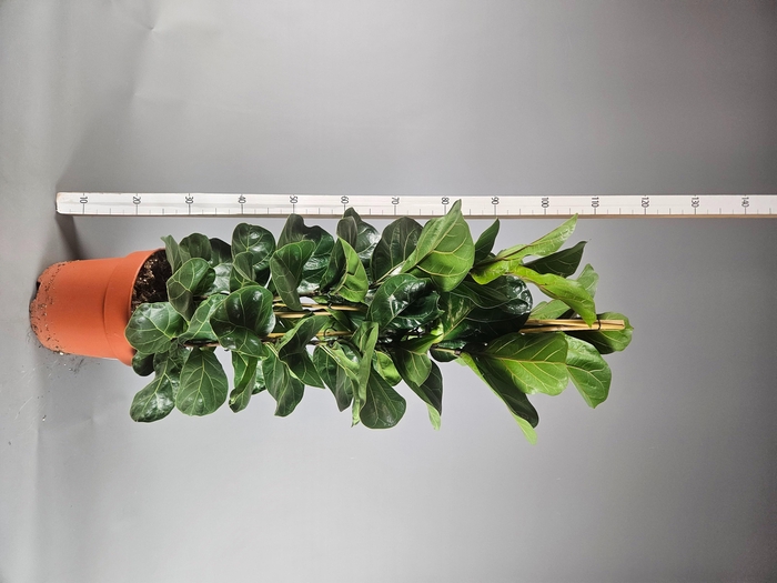 <h4>FICUS LYRATA BAMBINO</h4>