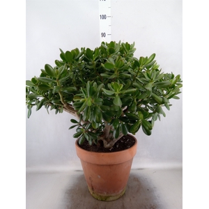 Crassula ovata