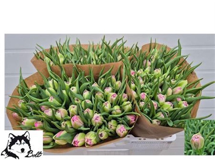 <h4>Tu Du Dressing</h4>