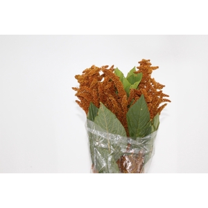 AMARANTHUS DOURADO 070 CM