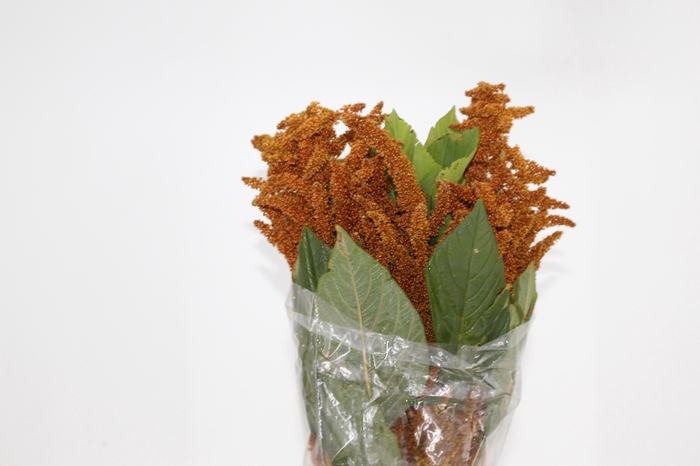 AMARANTHUS DOURADO 070 CM