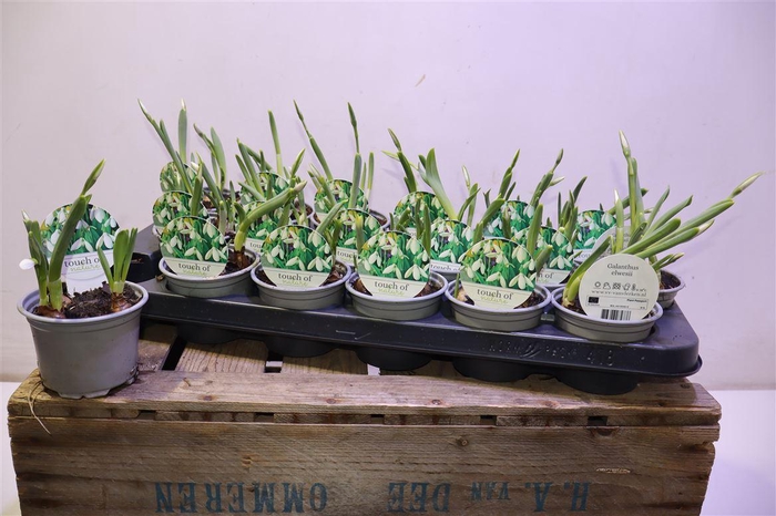 <h4>arr8 Galanthus Niv In Pot</h4>