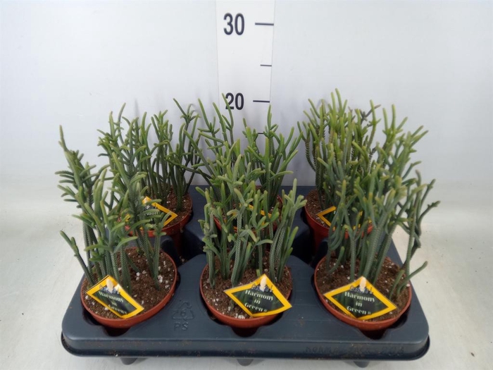 <h4>Crassula   ...</h4>