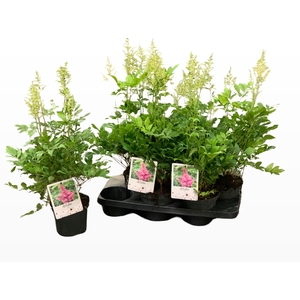 ASTILBE J PEACH BLOS