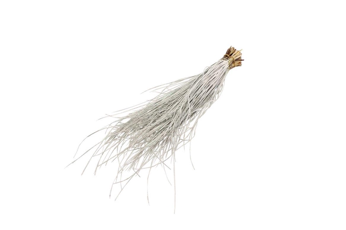 <h4>Beregras Geverfd Wit</h4>