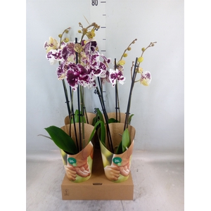 Phalaenopsis   ...white