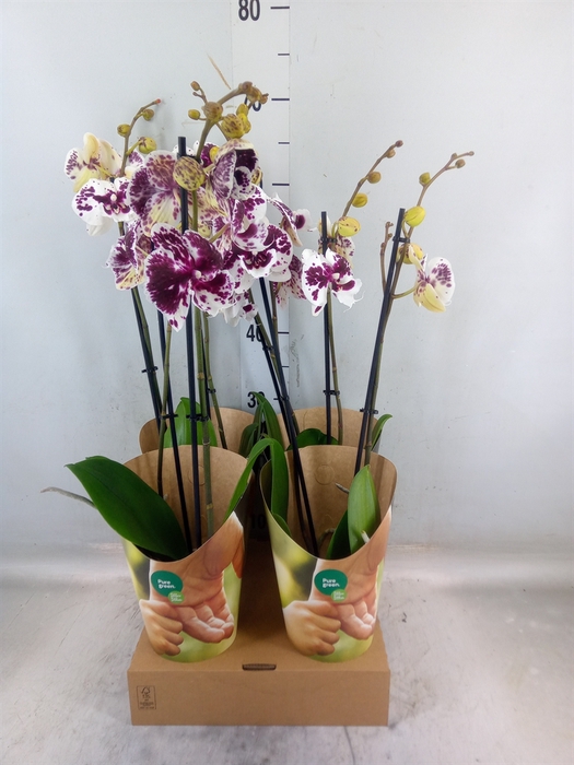<h4>Phalaenopsis   ...white</h4>