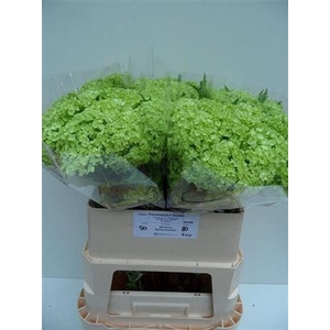 Viburnum Roseum St 4 Bal