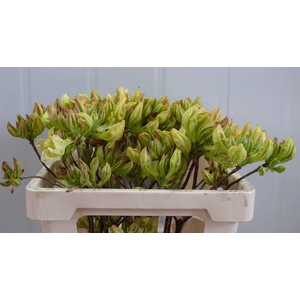Rhodo ( Azalea ) Lemon 50cm P Stem